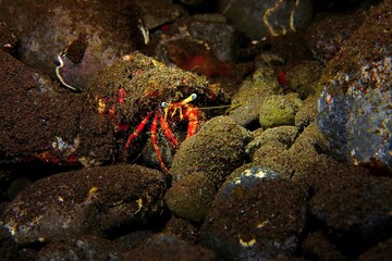 Red hermit crab with blue eyes on the stones. Underwater picture, aquatic creature. Night scuba diving on the reef. Crab on the seabed.
