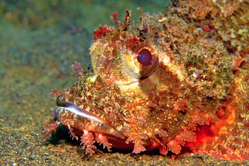 Red scorpionfish (Scorpaenidae) on the sandy bottom. Venomous predator fish in the sea, underwater photography. Animal head detail. Scuba diving with marine wildlife.
