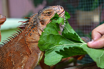 Obraz premium Close up man feeding leaf to red iguana lizard, exotic pet 