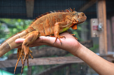 Close up red iguana lizard climbing on human body, exotic pet 