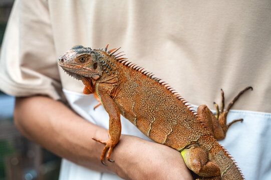 Close up red iguana lizard climbing on human body, exotic pet 