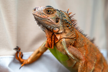 Close up red iguana lizard eating leaf, exotic pet 