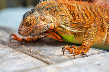 Close up red iguana lizard eating leaf, exotic pet 