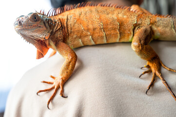 Close up red iguana lizard climbing on human body, exotic pet 