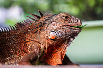 Close up red iguana lizard eating leaf, exotic pet 