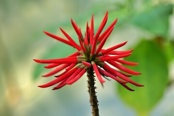 flower, 식물, 네이처, 나뭇잎, 나무, 뜰, 나뭇잎, flower, 가지, 가을, red, 식물, 미, orange, 매크로, 개화, 봄, 고립시키는, 데코, 블로섬, 식물학, 계절, 열대, 변색, 가을