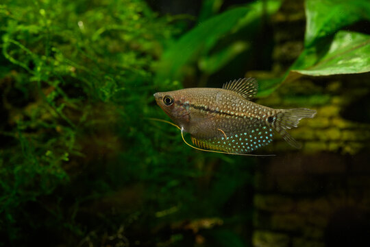 Fish under the surface of the nacre.
