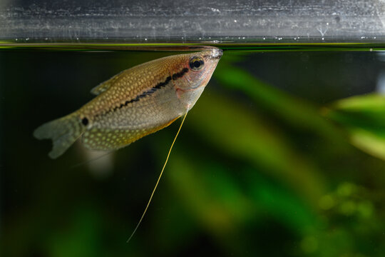 Fish under the surface of the nacre.
