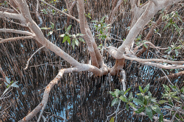 Mangrove tree with exposed roots growing in shallow, muddy water, showcasing the unique adaptation...