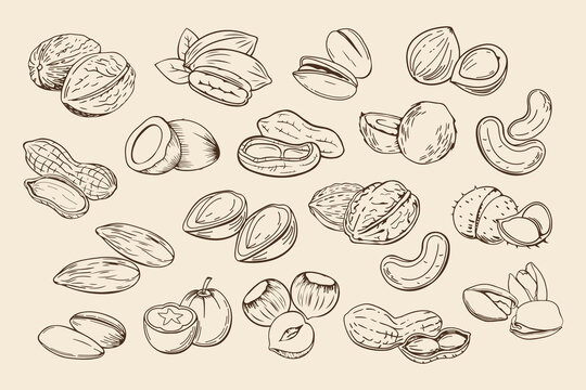 Hand drawn nuts. Set of different nuts. Pistachio, cashew, coconut, hazelnut and macadamia. Illustration, sketch