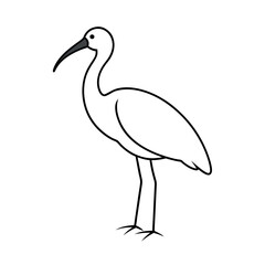 Fototapeta premium Black Headed Ibis Line Art Vector for Web and Print