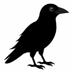 crow silhouette vector on a white background 