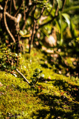 green moss on the tree / moss on the tree
