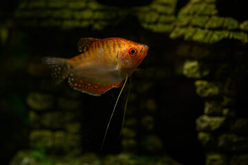 Golden smelt fish under the surface.
