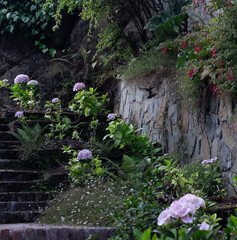 colibrí en jardin © orlando