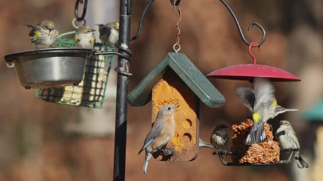 Pine siskins and female bluebird eating suet at feeders