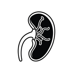 Human Kidney on White Background – Medical Organ Illustration for Healthcare and Anatomy