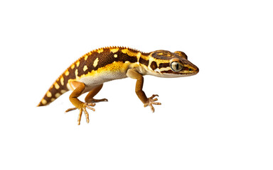 Fototapeta premium A small gecko clinging to a piece of driftwood, isolated on a empty plain background