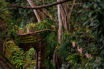 old tree in the forest / old mossy tree
