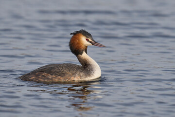 Great Crested Grebe (Podiceps cristatus) swimming on a lake in the Somerset Levels, Somerset, United Kingdom.