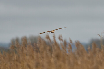 Marsh Harrier (Circus aeruginosus) hunting over a reedbed in the Somerset Levels in the United Kingdom