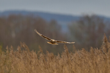 Marsh Harrier (Circus aeruginosus) hunting over a reedbed in the Somerset Levels in the United Kingdom