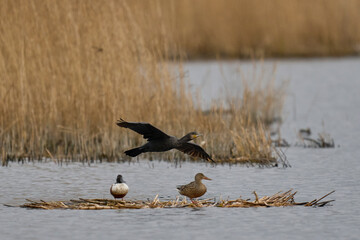 Cormorant (Phalacrocorax carbo) in flight over the marsh land of the Somerset Levels in Somerset, United Kingdom.