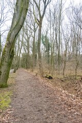 Hiking trail winding through bare trees in winter forest