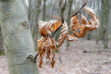 Dry beech leaves hanging on a branch in winter forest
