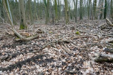 Fallen branches and dry leaves covering forest floor in winter