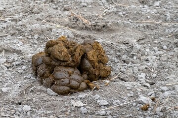 Horse manure droppings lying on the ground on a farm