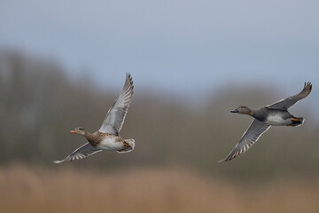 Group of Gadwall (Anas strepera) in flight over the Somerset Levels in Somerset, United Kingdom.      