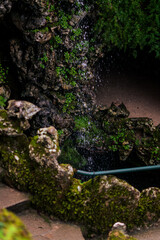 moss on the tree / moss and fern