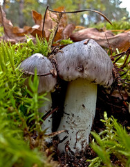 Tricholoma gray rows grow in deciduous or mixed forests, usually in grass, moss