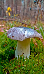 Tricholoma gray rows grow in deciduous or mixed forests, usually in grass, moss