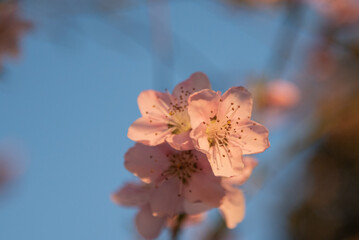 peach tree blossom