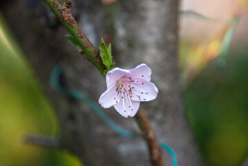 cherry flower
