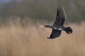 Cormorant (Phalacrocorax carbo) in flight over the marsh land of the Somerset Levels in Somerset, United Kingdom.