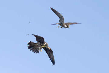 Eurasian Hobby