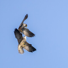 Eurasian Hobby