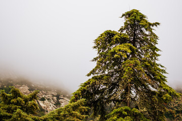 green moss on the tree / moss on the tree / forest