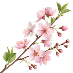 Blossoms of pink-leaf plum in front of transparent background background