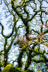 green moss on the tree / moss on the tree / forest