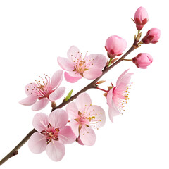 Blossoms of pink-leaf plum in front of transparent background background