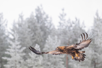 Majestic golden eagle soaring through a snowy landscape with frost-covered trees in the background