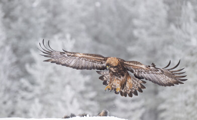 Majestic golden eagle descends with its impressive wings fully spread, ready to land on a carcass
