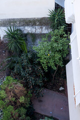 Plants and trees in the narrow courtyard of a high-rise building.