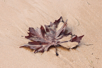 A leaf in the sand on the beach