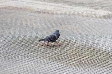 Pigeon walking down the street.