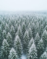 Fototapeta premium Aerial View of a Dense Evergreen Forest Covered in Fresh Snow on a Foggy Winter Day Serene and Peaceful